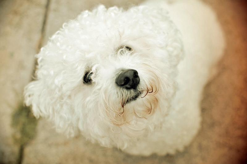 Bichon, Foto: lucyna onik / Alamy / Alamy / Profimedia