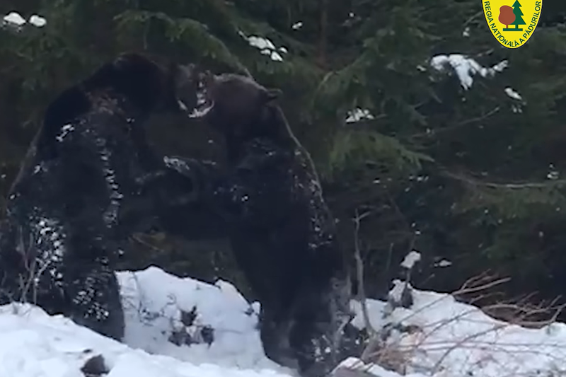 bataie intre doi ursi intr-o padure din Suceava, Foto: Captura video Romsilva - Ionel Morosanu