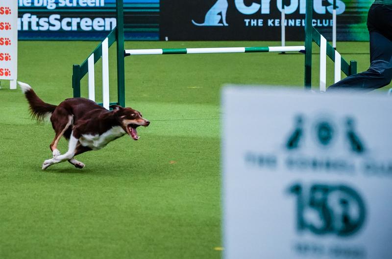 Concurs canin, Foto: Jasmine Leung/SOPA Images / Shutterstock Editorial / Profimedia
