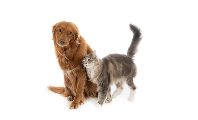 Animale de companie, Foto: freepik.com