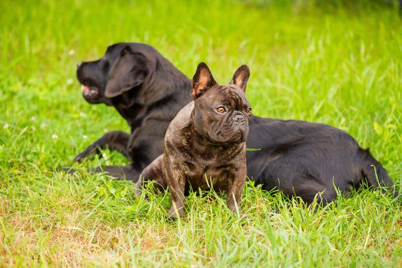 Un labrador retriever negru si un bulldog francez, Foto: Lesia Kapinosova / Alamy / Profimedia Images