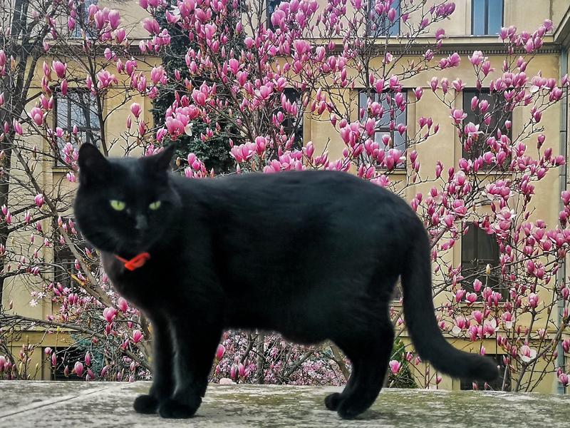 Harta magnoliilor București, Foto: Pagina de Facebook Harta magnoliilor