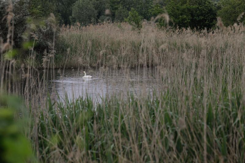 Delta Văcărești, Foto: Inquam Photos / George Calin