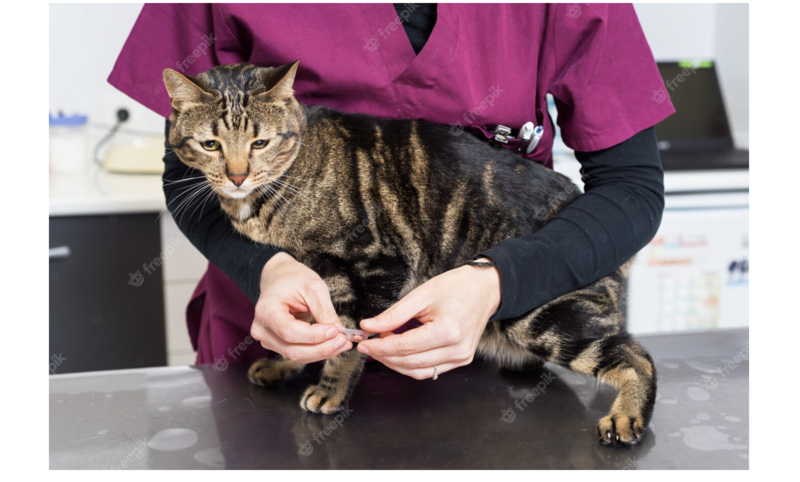 Deparatizarea animalelor de companie, Foto: freepik.com