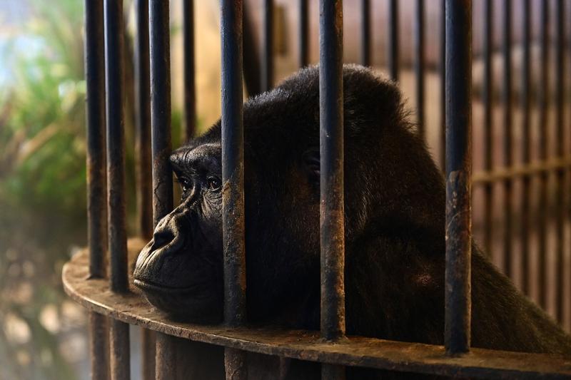 Gorila Bua Noi, Foto: MANAN VATSYAYANA / AFP / Profimedia