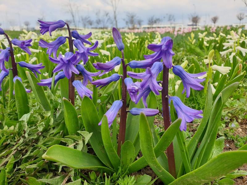 Flori de aprilie, Foto: Vlad Barza / HotNews.ro