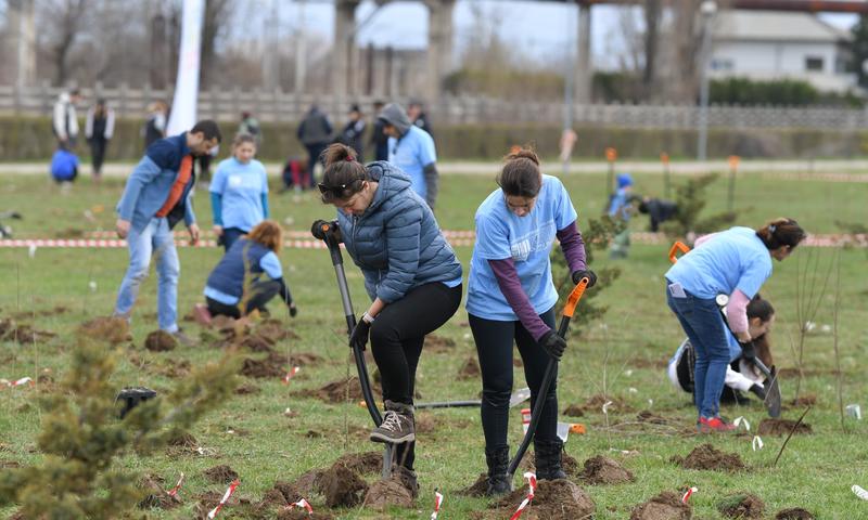 Cum plantezi corect un copac?, Foto: OMV Petrom
