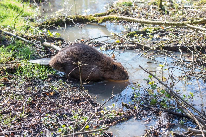 castor, Foto: Natalie Gee / SWNS / SWNS / Profimedia