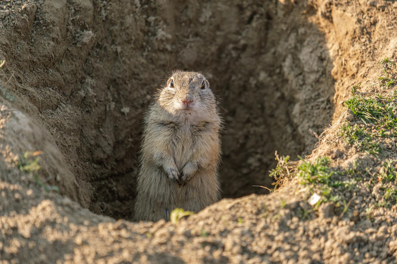 Popândău, Foto: Andrei Prodan | Dreamstime.com