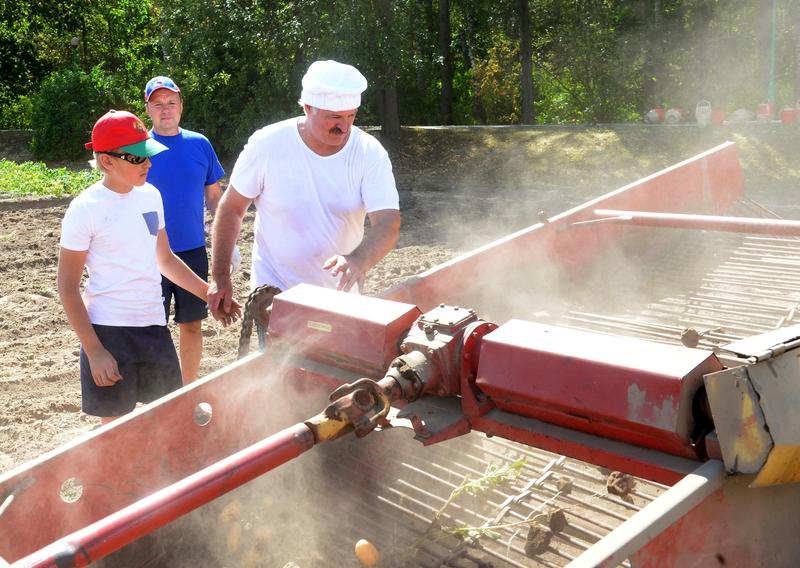 Alexandr Lukasenko inspecteaza recolta de cartofi, Foto: Andrei Stasevich / Associated Press / Profimedia Images