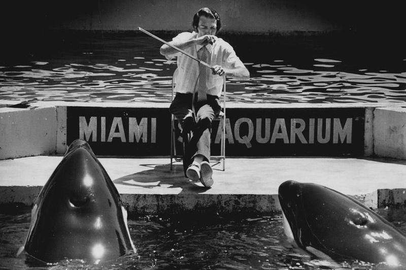 Lolita (dreapta) va fi eliberata dupa mai bine de 50 de ani de catre Seaquarium, Foto: Miami Herald File / Zuma Press / Profimedia