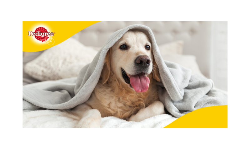 De ce trebuie să avem grijă de dinții cățeilor?, Foto: Pedigree