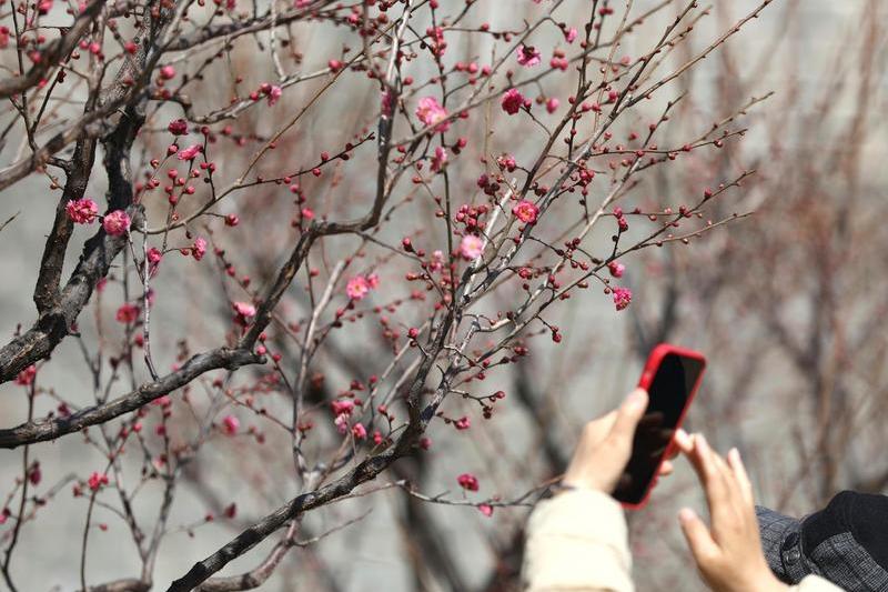 Primăvară în Beijing, Foto: Zhao Jun / AP / Profimedia