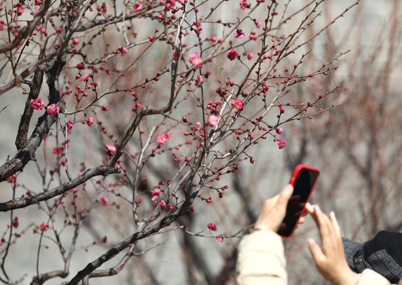 Primăvară în Beijing, Foto: Zhao Jun / AP / Profimedia