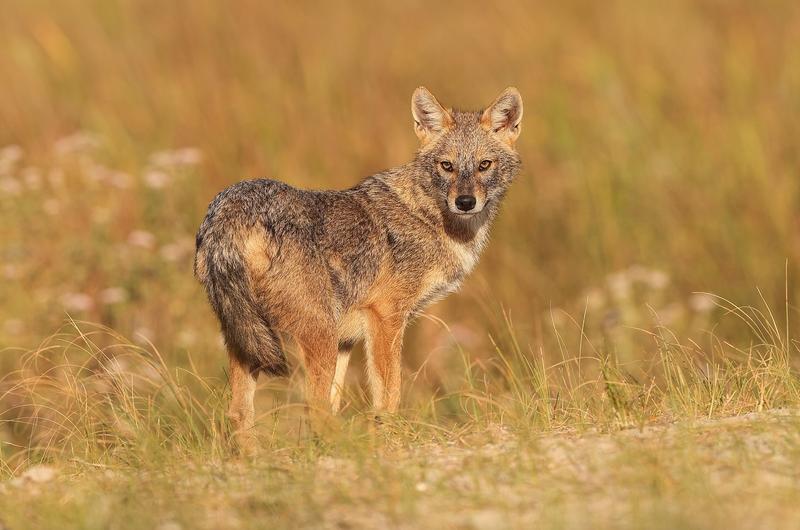 Șacal auriu în Delta Dunării, Foto: Mario Cea Sanchez / AP / Profimedia