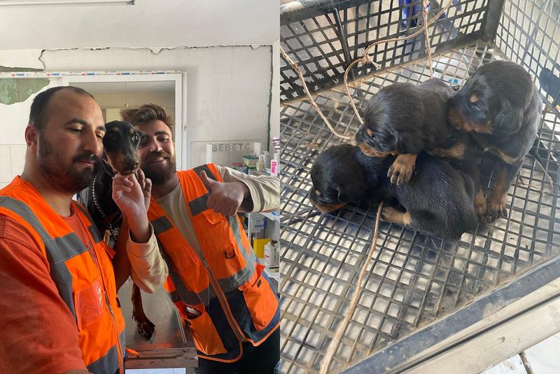 O cățelușă și trei pui nou-născuți au fost salvați de sub dărâmături la o lună de la cutremurul devastator din Turcia, Foto: Angels Life Village Association/ / AFP / Profimedia
