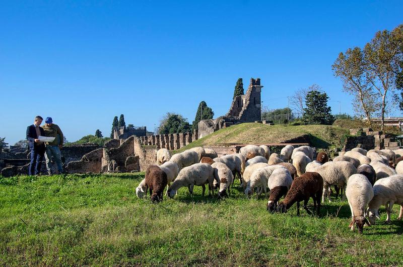 Turmă de oi în orașul antic Pompei, Foto: ABACA / Abaca Press / Profimedia