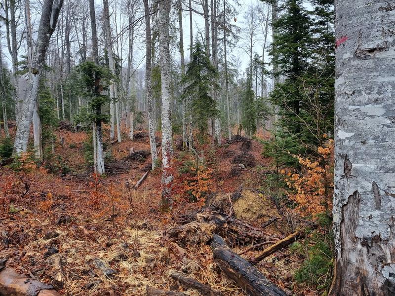 Pădure în munți, Foto: HotNews/Catiusa Ivanov