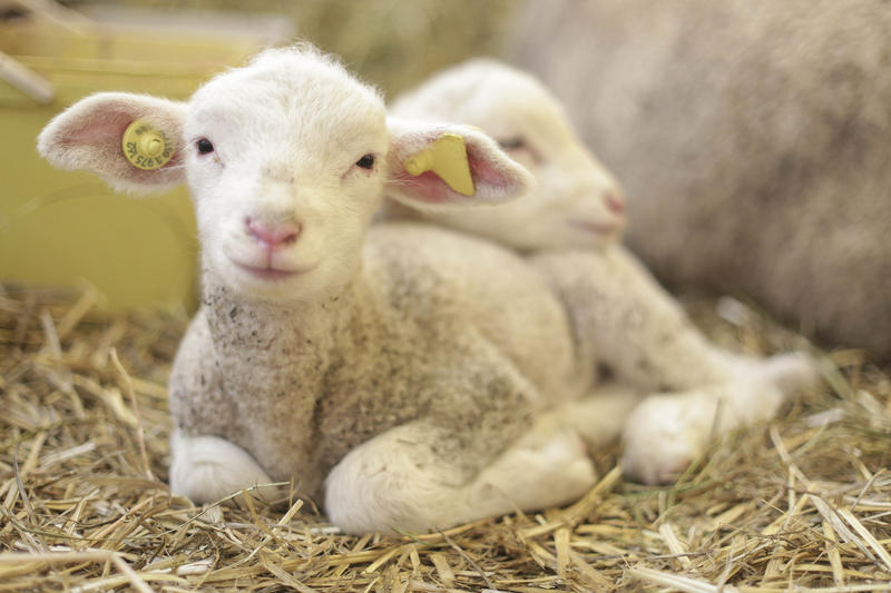 Miel, Foto: Inquam Photos / Octav Ganea