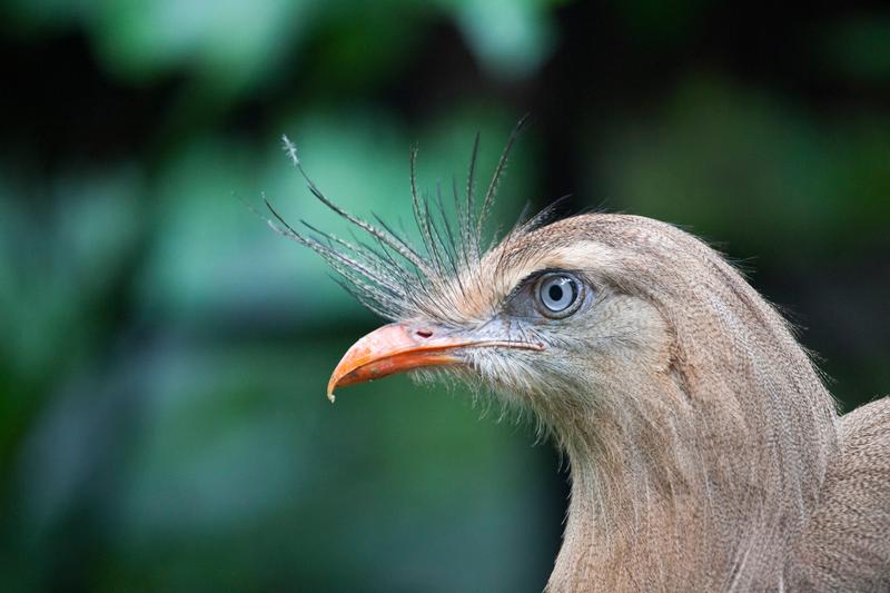 cariama cristata, Foto: Antoine Boureau / AFP / Profimedia