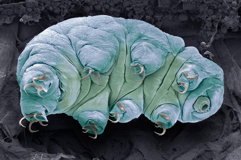 Tardigrada, Foto: Science Photo Library / Sciencephoto / Profimedia