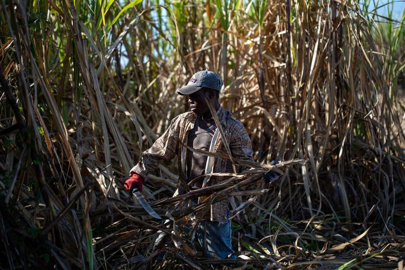 Republica Dominicană, locul in care se filmeaza Survivor, Foto: Erika SANTELICES / AFP / Profimedia