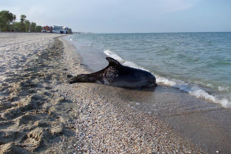 delfin mort Constanta, Foto: Agerpres