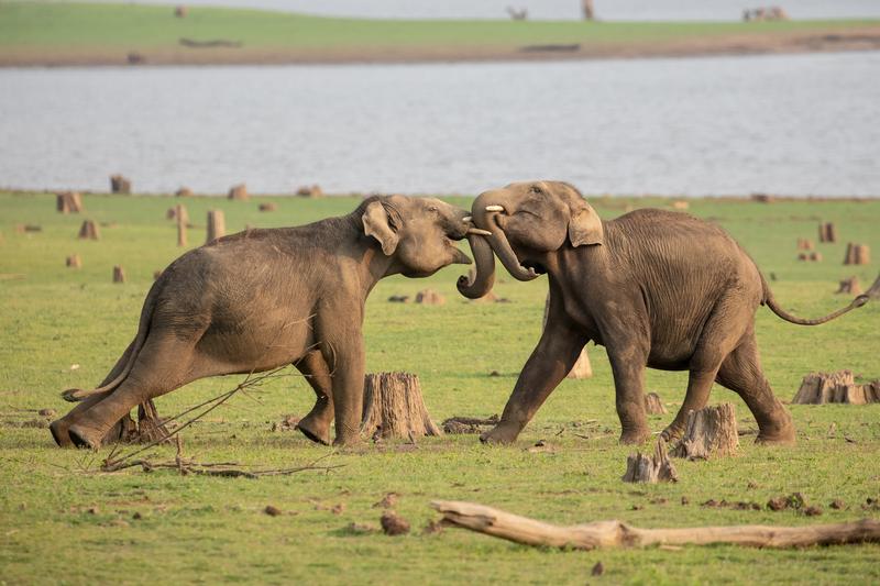 Elefanti, Foto: National Geographic