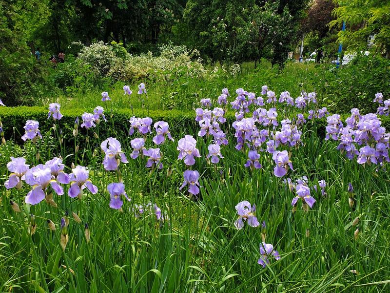 Flori de mai, Foto: Vlad Barza / HotNews.ro