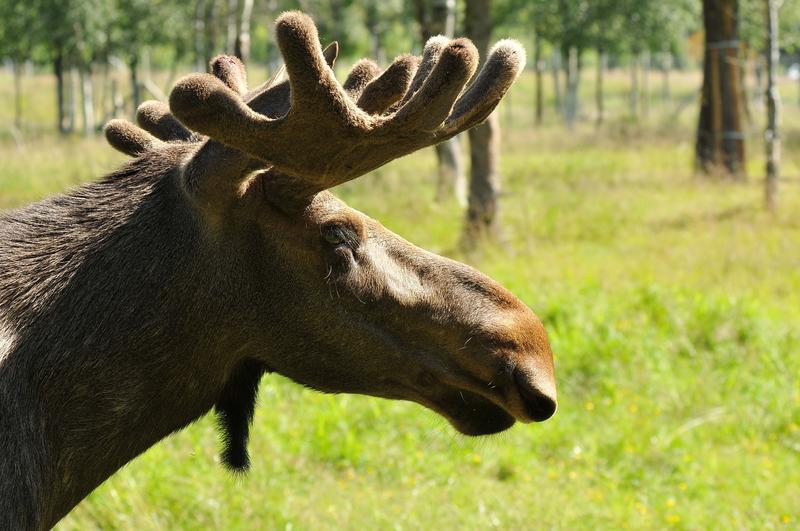 Elan din Alaska, Foto: DreamsTime