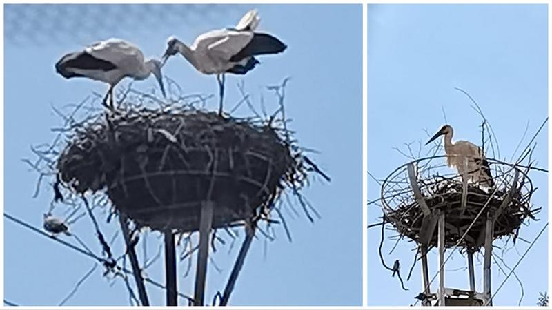 Berze. De la Turnu Magurele la Nebuna, Foto: Hotnews