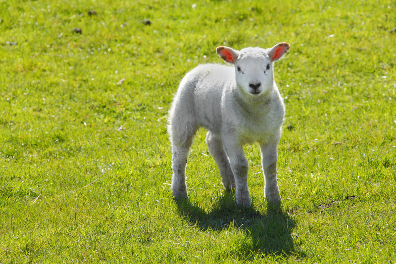 Miel, Foto: DreamsTime