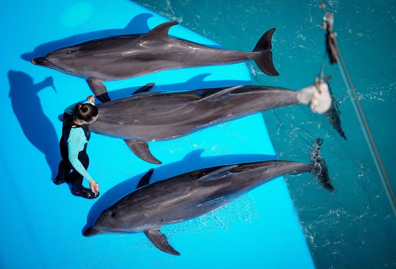 delfini de la un delfinariu din Odesa, Foto: dpa picture alliance / Alamy / Alamy / Profimedia