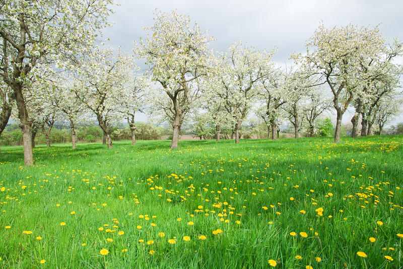 Pomi înfoloriți, Foto: DreamsTime