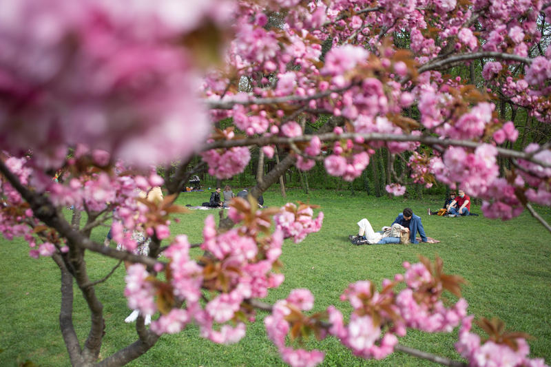 Grădina Japoneză din Parcul Herăstrău din București, Foto: Inquam Photos / Ilona Andrei