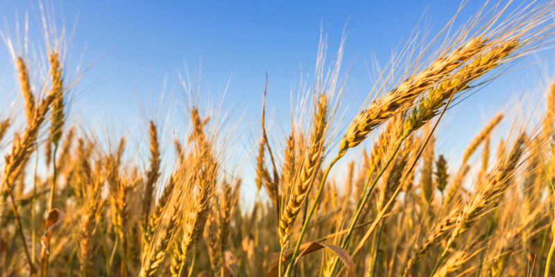 Cereale, agricultura, Foto: Tarfin