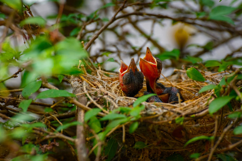 Pui de pasare, Foto: Cowardlion | Dreamstime.com