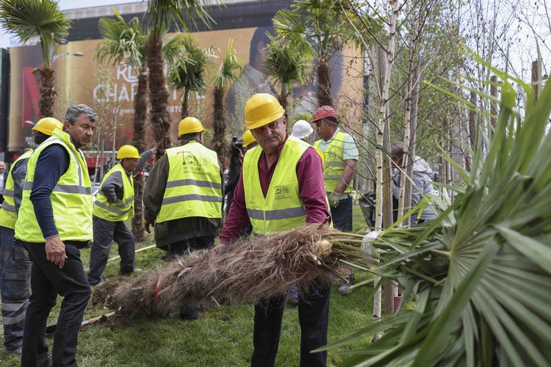 Palmieri scoși de PMB de la Piața Unirii, Foto: Inquam Photos - Sabin Cirstoveanu