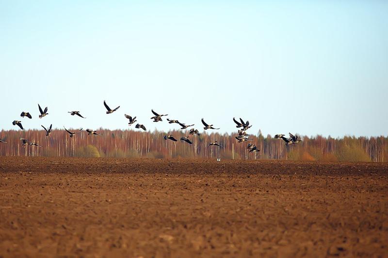 Pasari, Foto: Shutterstock