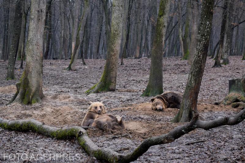 Ursi bruni la Gradina Zoologica din Targu Mures, Foto: AGERPRES