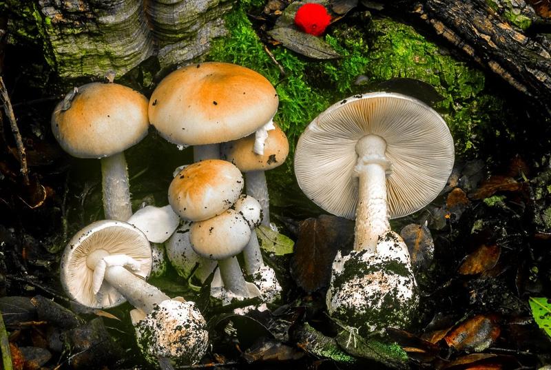 Ciuperci otrăvitoare - Amanita phalloides, Foto: Realy Easy Star / Alamy / Alamy / Profimedia