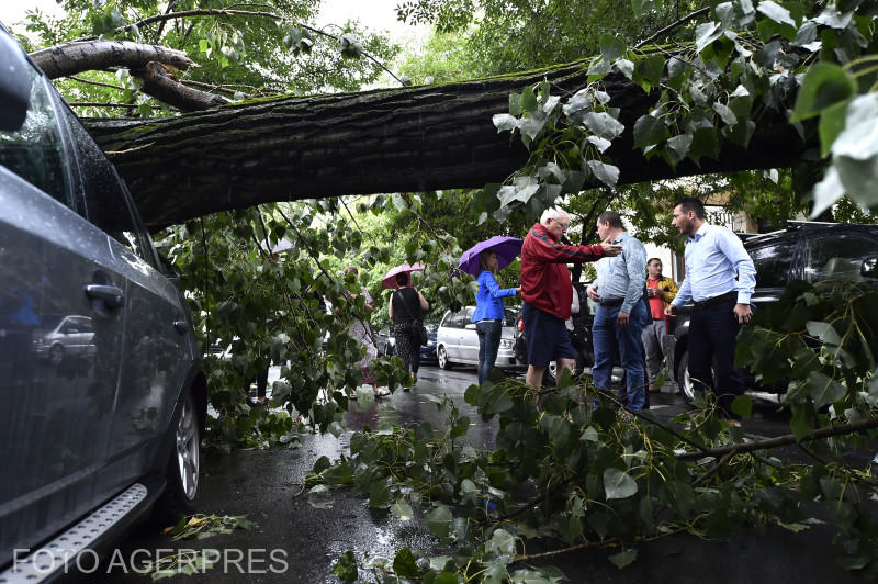 Copac căzut după furtună în Capitală, Foto: Agerpres