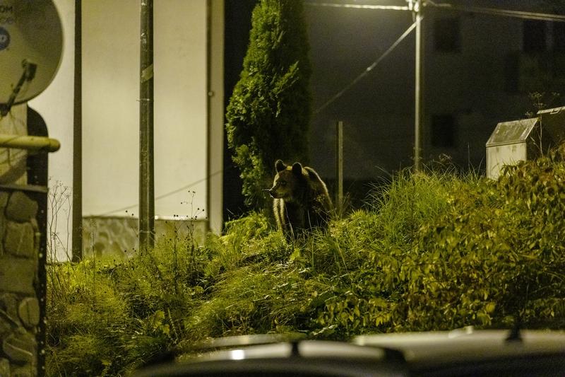 Urs în oraș, Foto: Jack Hill / News Licensing / Profimedia