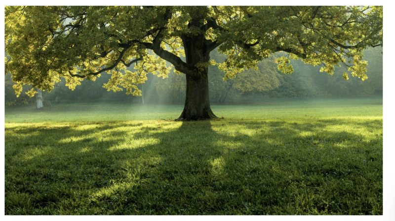 Natură, Foto: freepik.com