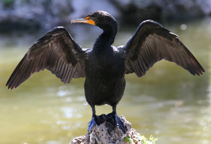 Cormoran, Foto: Heikki MÃ¤kikallio | Dreamstime.com