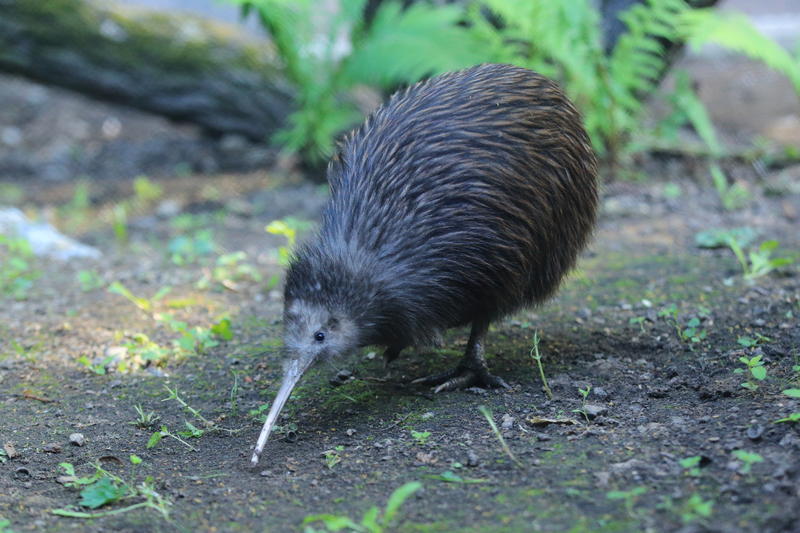 Pasărea kiwi, un simbol național pentru Noua Zeelandă, Foto: Lukas Blazek | Dreamstime.com