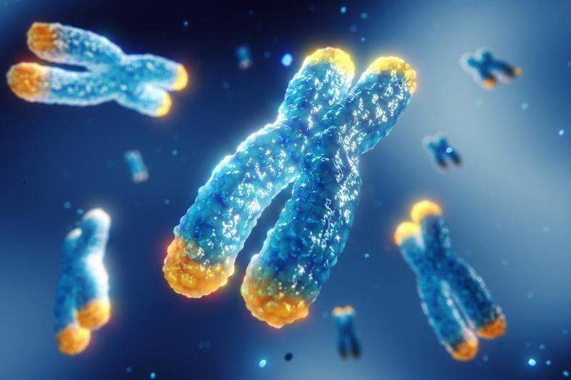 telomere, Foto: NOBEASTSOFIERCE / Sciencephoto / Profime