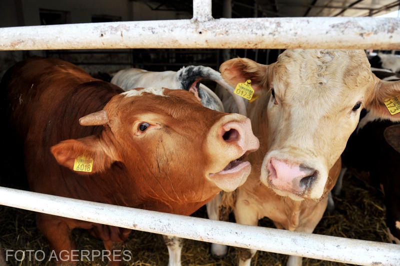 Mizil. Taurina de carne visând la Caragiale , Foto: AGERPRES