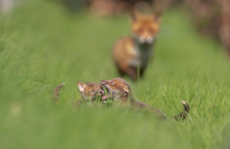 Pui de vulpe jucându-se în iarbă, Foto: Media Drum World / Alamy / Alamy / Profimedia