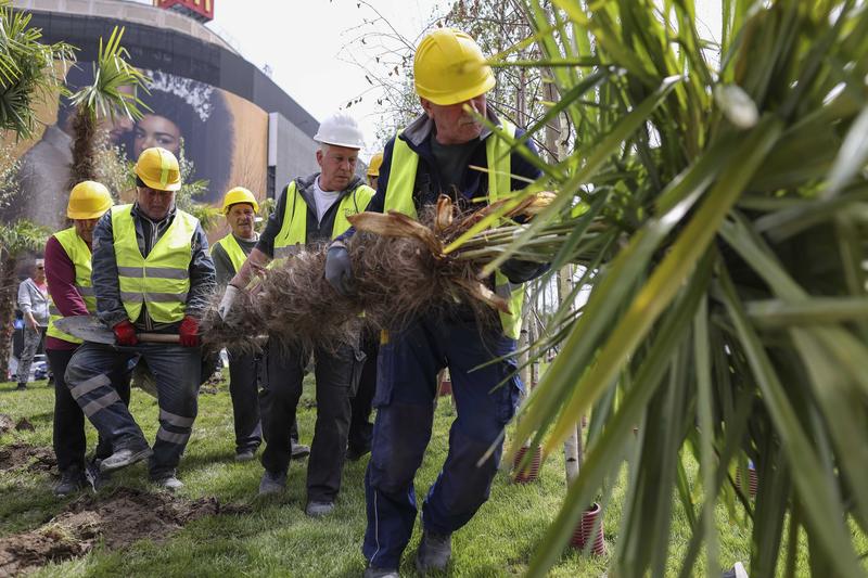 Operațiunea „Palmierul” din Piața Unirii a început și s-a terminat fulgerător, într-o risipă inexplicabilă a banilor publici., Foto: Inquam Photos / Sabin Cirstoveanu